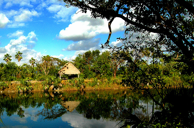 A photo of the Kendall Campus environmental preserve